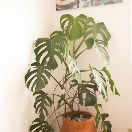 Nikorina Apts Διαμέρισμα Λευκάδα